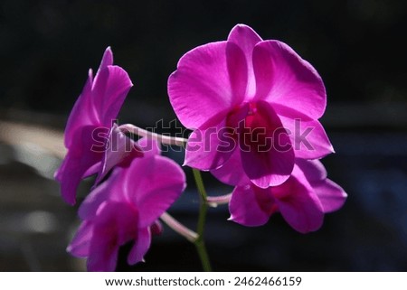 Orchid Flowers Blooming in Sunlight and Blue Glass Tile 