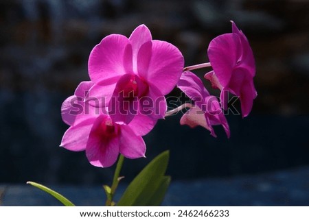 Orchid Flowers Blooming in Sunlight and Blue Glass Tile 