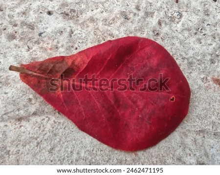 Beautiful pictures of bright red autumn leaves falling on the ground.