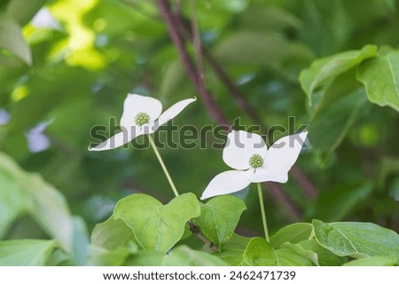 Korean dogwood flower with small flowers blooming surrounded by four white bracts. Cornus kousa Royalty-Free Stock Photo #2462471739