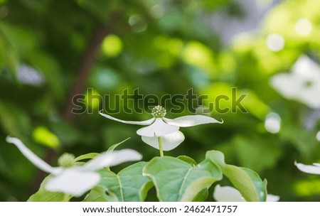 Korean dogwood flower with small flowers blooming surrounded by four white bracts. Cornus kousa Royalty-Free Stock Photo #2462471757