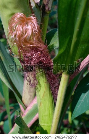 Macro shot of young corn fiber. Detailed texture of pink corn fiber. Plant Closeup. Macrophotography. Shot in Macro Lens