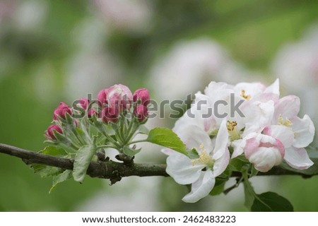 The image depicts a branch festooned with white flowers tinged with pink, indicative of a flowering apple tree. The blooms are at varying stages of development, with both buds and fully opened flowers Royalty-Free Stock Photo #2462483223