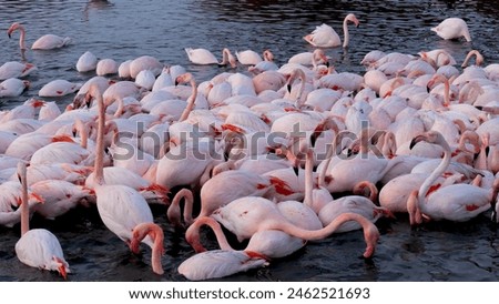 Large flock of pink flamingos gathered in shallow water, beautiful aquatic birds Royalty-Free Stock Photo #2462521693