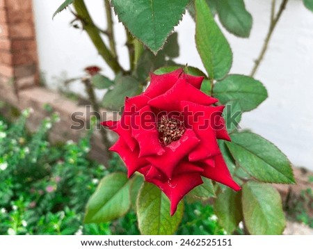 Red roses that have just bloomed, with their bright red color make them very beautiful to look at