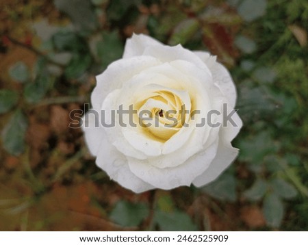 White Colour Rose || Beautiful Rose Picture ||  Beautiful Flower 