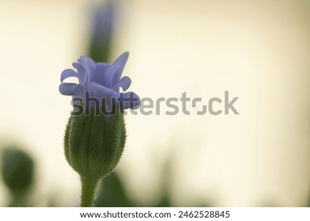 Blooming flower in nature classic blue color. Delicate flower with copy space