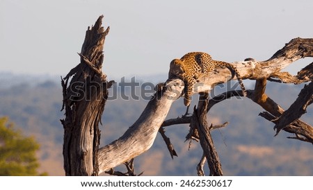Photo of leopard resting on dry tree in wild Africa, nature, predators, safari