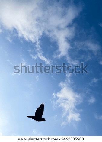 Pigeon, a picture of a bird flying up into the sky. beautiful blue sky pictures Long-distance migration of birds Moving forward, challenges, being up high, freedom, big skies, travel, migration.