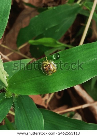 beautiful insect beautiful insects on leaves and a little water Royalty-Free Stock Photo #2462553113