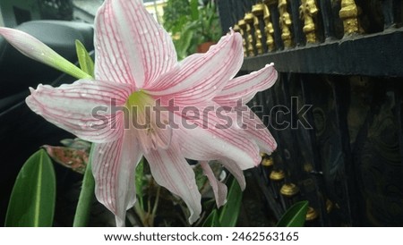 The Stunning Beauty of Pink and White Amaryllis Flowers