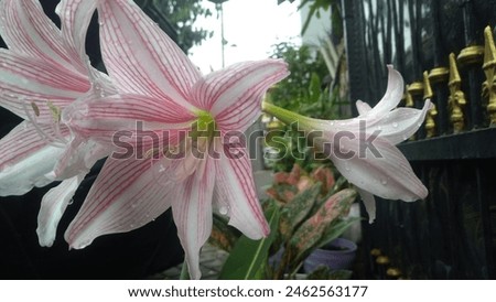The Stunning Beauty of Pink and White Amaryllis Flowers