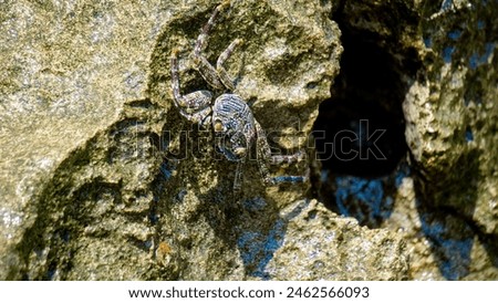 Charybdis feriata ( Rajungan karang, Crucifix Crab, Crucifix Swimming-crab). This animal is a species of swimming crab in the family Portunidae