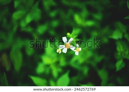 Trailing daisy, Creeping ox-eye, Climbing wedelia and Rabbits paw, Asteraceae plant in Compositae family, Asteraceaes in a glass blurred background Aster daisy composite flower Asteraceae