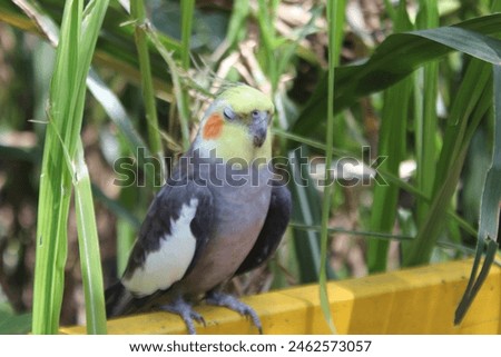 Cute Parrot Cockatiel Eating Fresh Wheat Germ Stock Photo