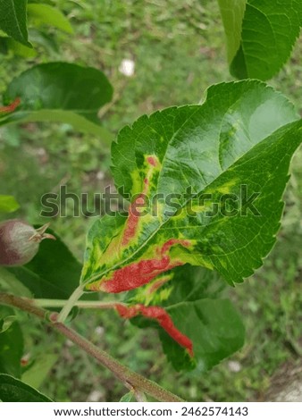 Rosy leaf-curling apple aphids (Dysaphis devecta), apple tree pest. Detail of affected leaf.