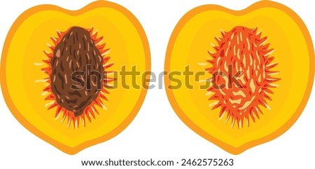 Peach slice with and without seeds
