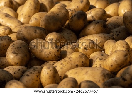 Potatoes, Vegetables, Root crops image Royalty-Free Stock Photo #2462577467