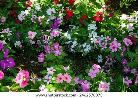 A cat sits in the colorful flowers of Catharanthus roseus in August in Rhodes. The cat, Felis catus, the domestic cat or house cat, is the domesticated species in the family Felidae. City of Rhodes Royalty-Free Stock Photo #2462578073