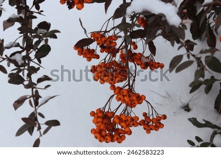 Evergreen bush with orange berries under the snow.