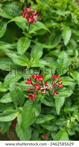 Blurred Red Pentas lanceolata or bunga pentas merah commonly known as Egyptian Starcluster. It has clusters of star shape flower with white, pink or red color. Contrast color make them beautiful.