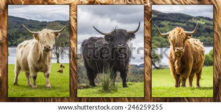 Triple Picture of Incredible scottish cattle - cow with long hair, mighty horns, Scotland 