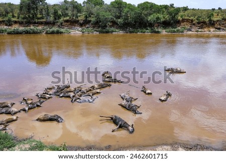 A herd of dead wildebeests during a river crossing in the Mara River, Kenya, natural reserve