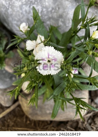 Diathus Chinensis Flower, China Pink Flower, plant, white flower