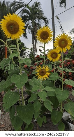 A photo of sunflower in the garden