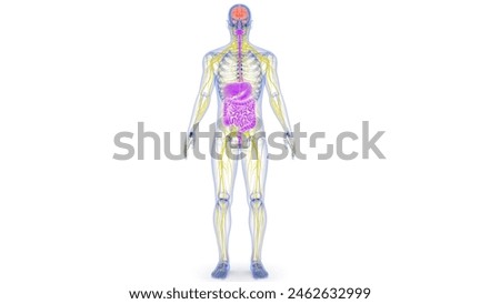 Human Central Nervous System The central nervous system is made up of the brain and spinal cord The brain controls how we think, learn, move, and feel digestive system.3d illustration