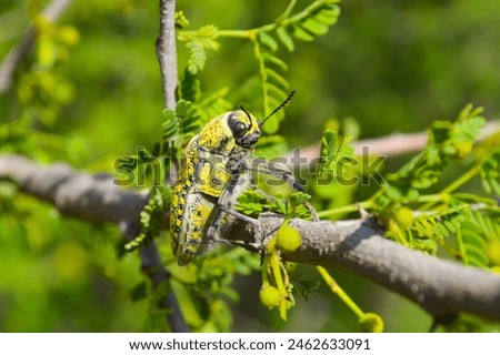 jewel beetles on a egyptian acacia leaf	