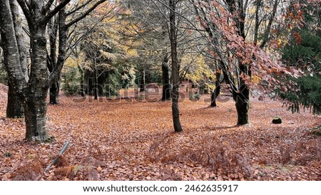 A picturesque autumn forest with trees shedding their leaves, creating a vibrant carpet of orange and red on the ground. The scene is peaceful