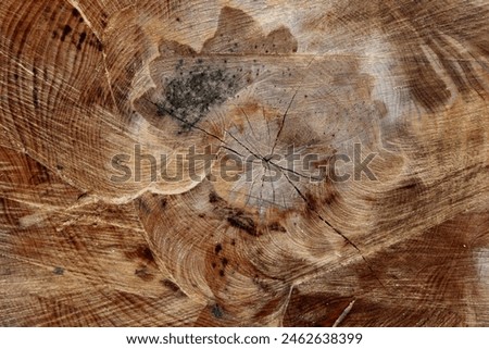 wood texture, wood background, wooden texture,forest