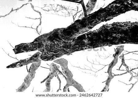 black and white photograph of dry tree branches contrasting with a white background