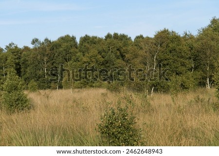 Landscape in the Nature Reserve in Eversmeer