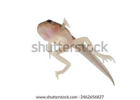 Reed frog tadpole with hind legs in the process of metamorphosis, Heterixalus alboguttatus "Starry night reed frog" isolated on white background