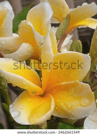 The frangipani flower is a symbol of eternal beauty and elegance. Even after rain, the flowers still bloom beautifully and emit their unique aroma.