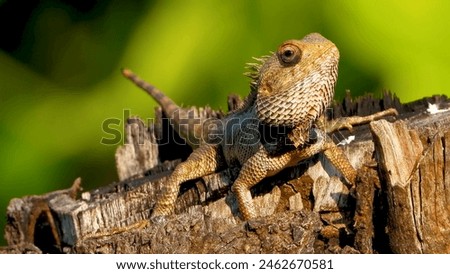 Lizard sunbathing on green forest tree stump
