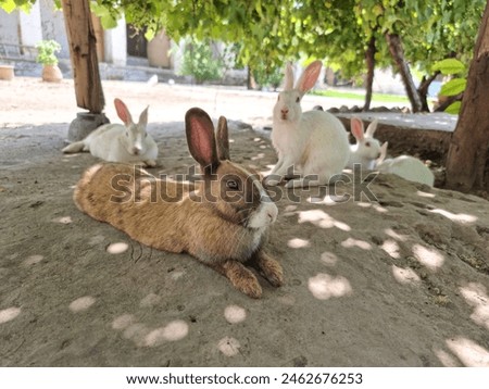 Two little rabbits Group of healthy lovely baby bunny easter rabbits White, Young, 