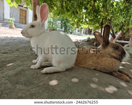 Two little rabbits Group of healthy lovely baby bunny easter rabbits White, Young, 