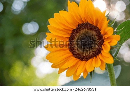 Bright sunflower in sunlight macro photography in summer. Close-up photo of a blooming Helianthus flower on a summer sunny day. Yellow petals of sunflower macro photo.