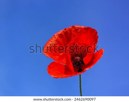 Red poppy flower against blue sky, close up. Wild flower head of Papaver rhoeas is short-lived, ornamental, herbaceous, flowering plant of the family Papaveraceae. Royalty-Free Stock Photo #2462690097