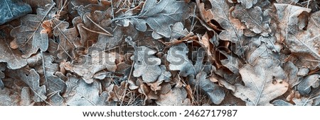 Fallen oak leaves covered with hoarfrost during frosts. Beautiful natural background with hoar frost on foliage. Ground texture with frozen plants. Rime ice. Cold winter weather in the oak forest park Royalty-Free Stock Photo #2462717987