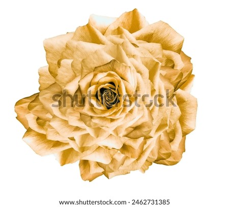 Flower  yellow rose  on white isolated background with clipping path. Closeup. For design. Nature.