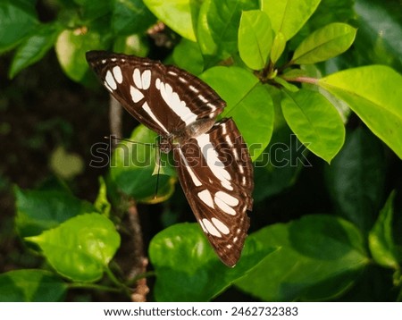 Neptis sappho, the Pallas' sailer or common glider. Nymphalid butterfly with three white lines running on its blackish-brown wings. The color of the wings is not completely black, but looks brownish. 