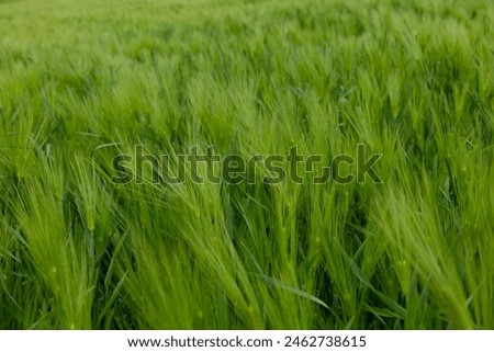 a windy green barley field on a cloudy day
