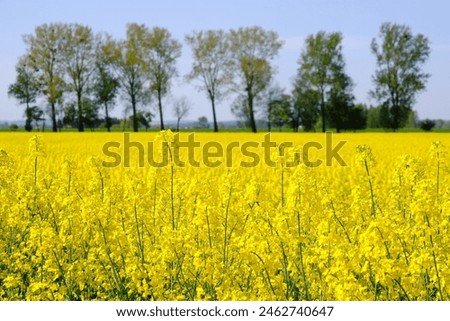 Beautiful yellow blooming rapeseed fields on Zulawy, Poland. A sunny day with blue sky.