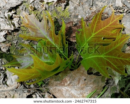 Green spring oak leaves among dry fallen oak leaves in the forest in summer. Beautiful backgrounds and textures in the forest with plants and trees. Royalty-Free Stock Photo #2462747315