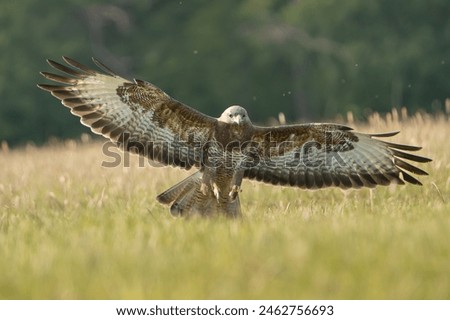 Common buzzard - Buteo buteo landing with spread wings on ground in spring green grass. Green background. Photo from Lubusz Voivodeship in Poland.