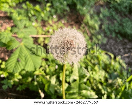 Close-Up of a Dandelion Seed Head in a Lush Green Garden